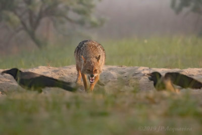 Chacal dor - Golden jackal  6F5A8861.JPG