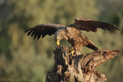 Pygargue - white-tailed eagle  0A7A2585_F2.JPG