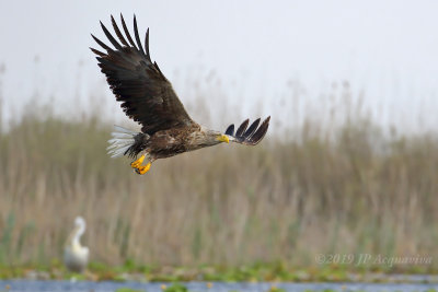 Pygargue - white-tailed eagle  6F5A8315.JPG