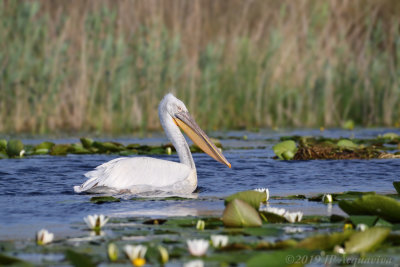 Pelican fris - dalmatian pelican  6F5A8177.JPG