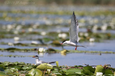 Sterne pierregarin - common tern  6F5A8644.JPG