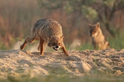 Chacal dor - golden jackal  6F5A8946b.JPG