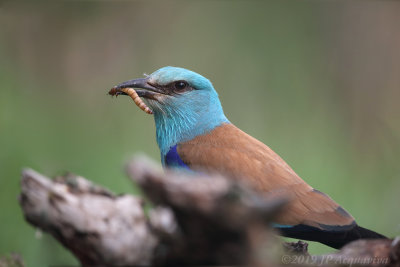 Rollier d'Europe - european roller  0A7A2692_F.JPG