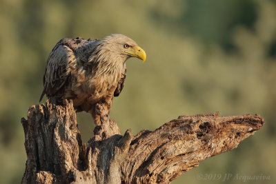 Pygargue - white-tailed eagle  0A7A2579.JPG
