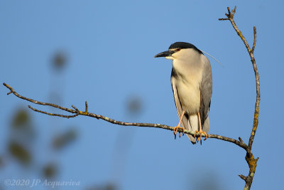 bihoreau - black crowned night heron 6F5A1265.JPG