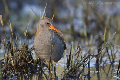 Râle d'eau - water rail 6F5A4048.JPG