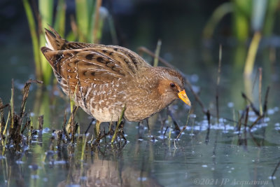 Marouette ponctuée - Spotted crake 6F5A4257.JPG