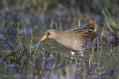 Marouette ponctuée - Spotted crake 6F5A4449.JPG