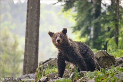 Brown bears in Slovenia – Ours de Slovénie