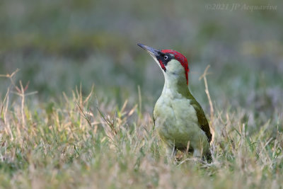 Pic vert - green woodpecker K86A4736.jpg