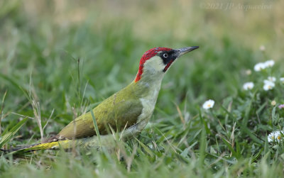 Pic vert - green woodpecker K86A4804.jpg