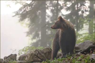 Brown bears in Slovenia  Ours de Slovnie