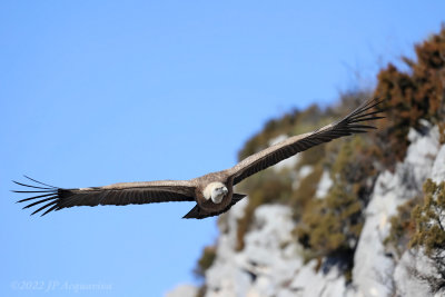 Vautour fauve - Griffon vulture  K86A8769.JPG