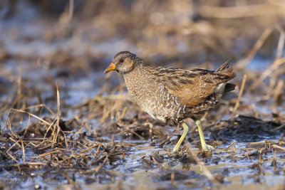 Marouette ponctue - Spotted crake K86A9845.JPG