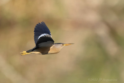Blongios nain - Little bittern A6305.JPG