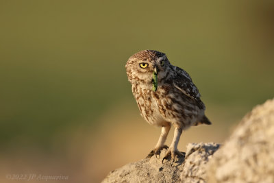 Little owl - chevche d'Athena A2414.JPG