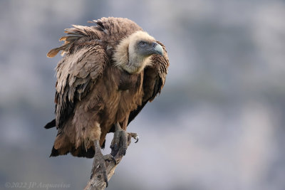 Griffon vulture - Vautour fauve A2513.JPG