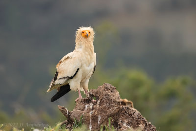 Egyptian vulture - Percnoptre  A2558.JPG