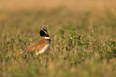 Little bustard - Outarde canepetire A2146.JPG