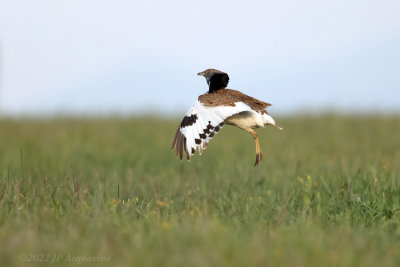 Little bustard - Outarde canepetire A1600.JPG