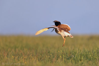 Little bustard - Outarde canepetire A1443.JPG