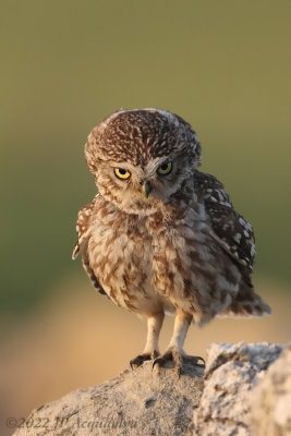 Little owl - chevche d'Athena  A2466.JPG