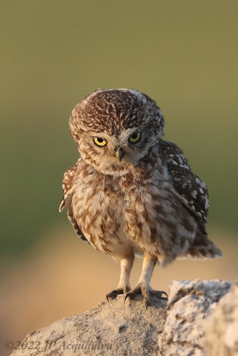 Catalunya birds  oiseaux de Catalogne 2022