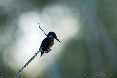 Martin pêcheur à contre jour - backlight kingfisher A7305.jpg