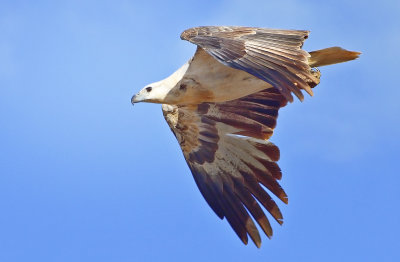 White-bellied Sea Eagle