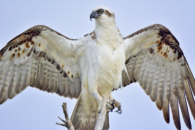 Eastern Osprey