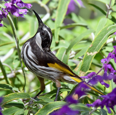 White-cheeked Honeyeater