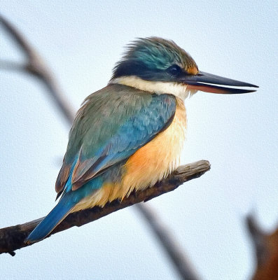 Sacred Kingfisher