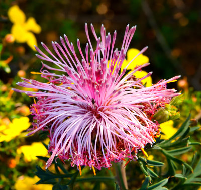 West Australian Flora