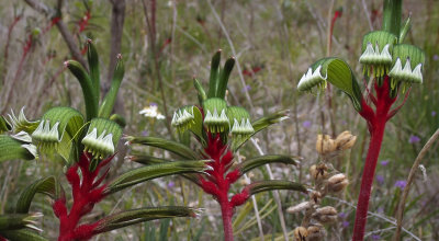 Kangaroo paws