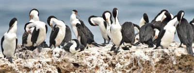 Cormorants preening and cleaning!