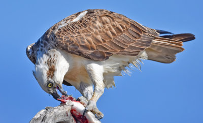 Peel Osprey