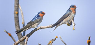 Welcome Swallows