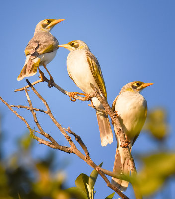 Yellow Throated Miners