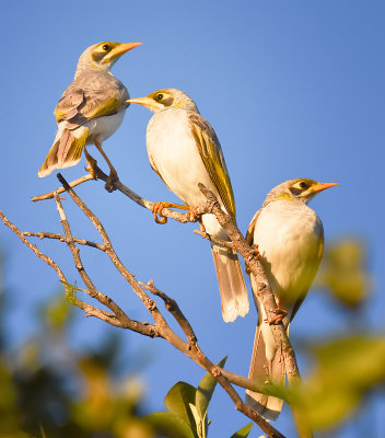 Birds of Western Australia