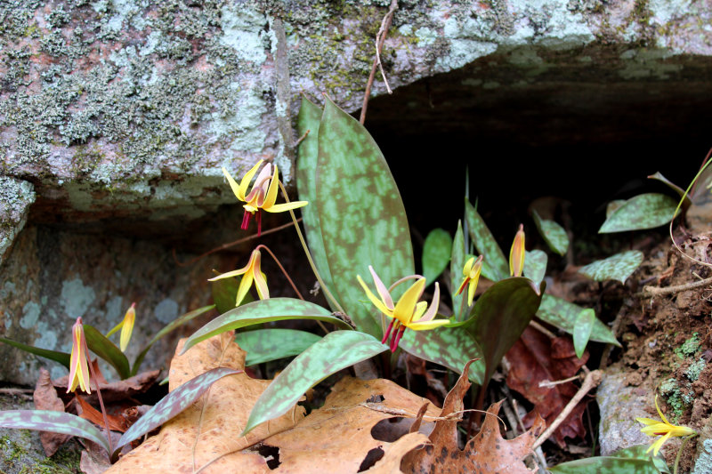 Made to Day going to Carter Falls (3/2/20)