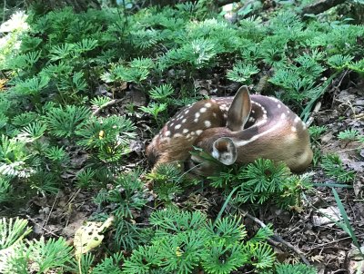 New Born Fawn we came a cress in the woods 
