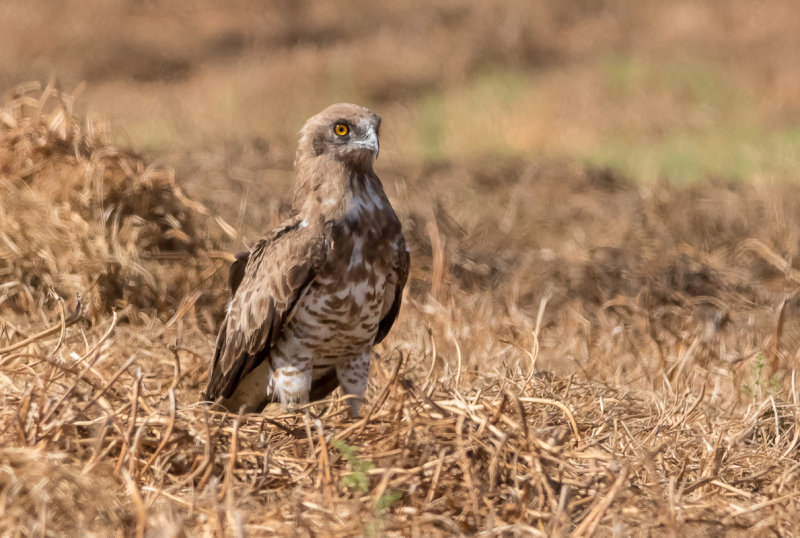 Short Toed Eagle