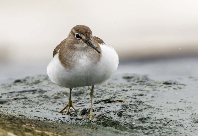 Common Sandpiper