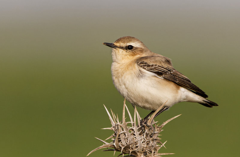  Black-eared Wheatear