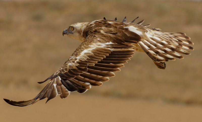 Short Toed Eagle