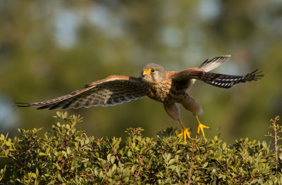 Common Kestrel