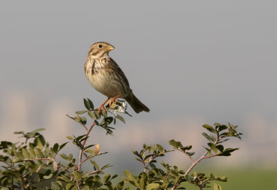 Corn Bunting