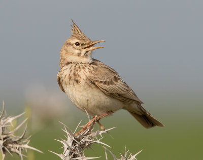 Crested Lark