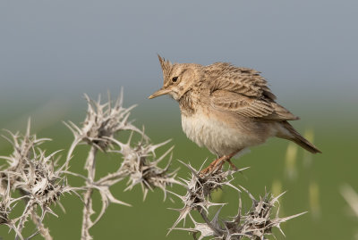 Crested Lark