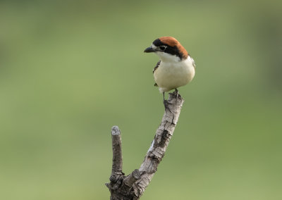 Woodchat Shrike